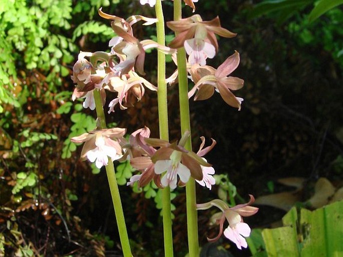 CALANTHE DISCOLOR Lindl.