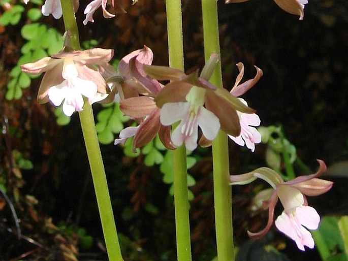 Calanthe discolor