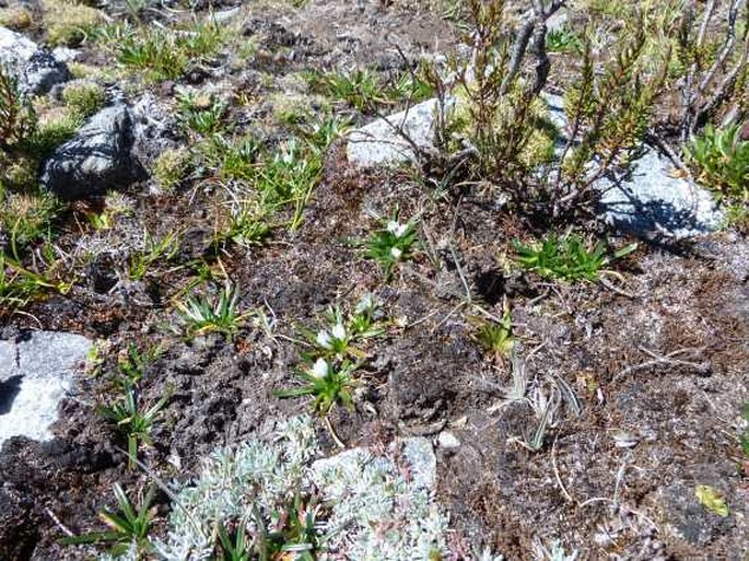 Calandrinia acaulis