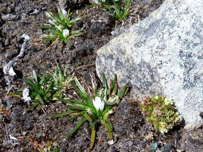 Calandrinia acaulis