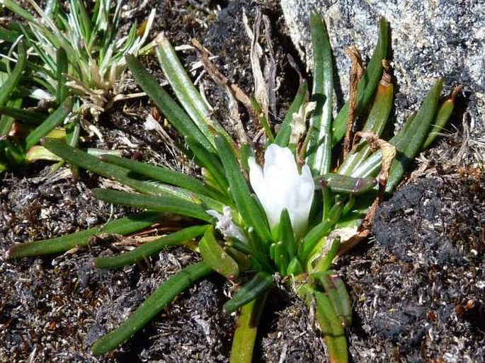 Calandrinia acaulis