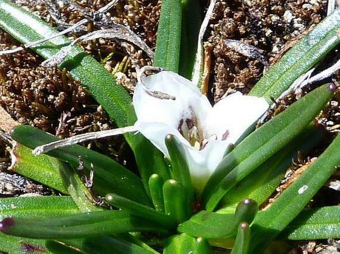 Calandrinia acaulis