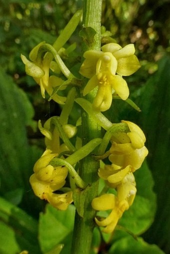 Calanthe flava