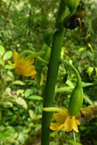 Calanthe flava