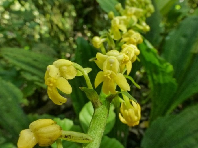 Calanthe flava