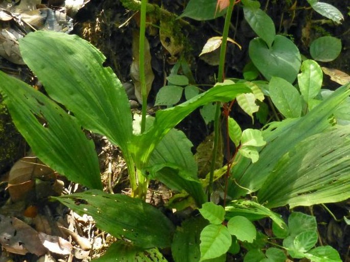 Calanthe flava