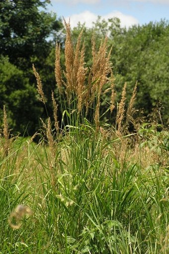 Calamagrostis phragmitoides