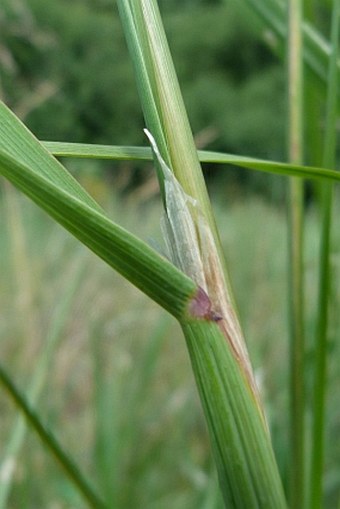 Calamagrostis phragmitoides