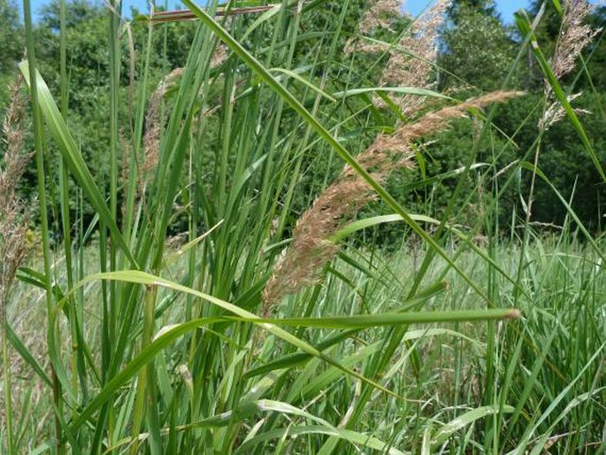 Calamagrostis phragmitoides