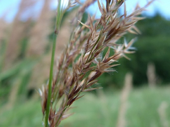 Calamagrostis phragmitoides