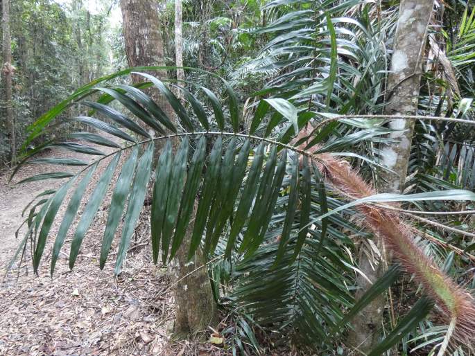 Calamus australis