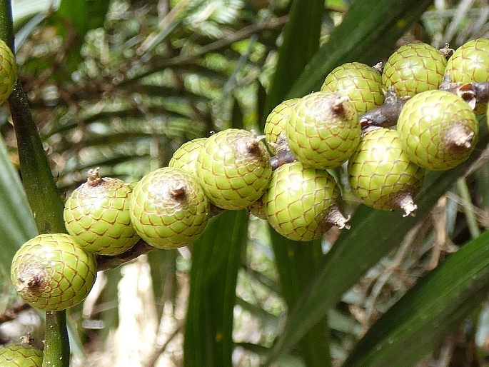 Calamus australis