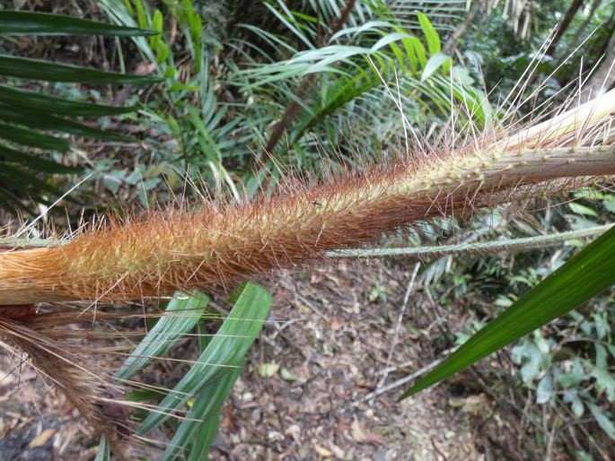 Calamus australis