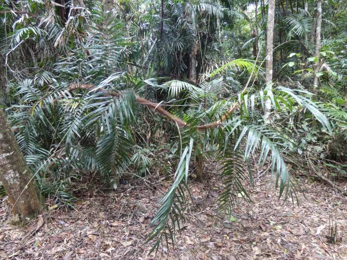 Calamus australis