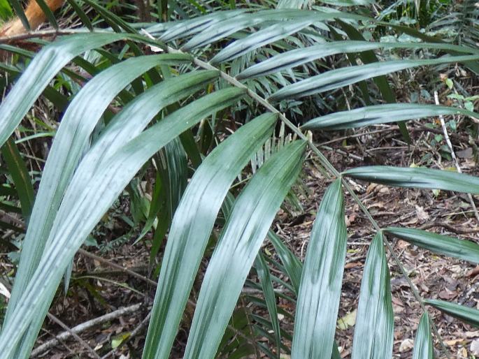 Calamus australis