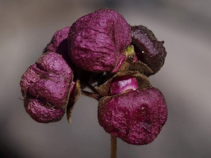 CALCEOLARIA ARACHNOIDEA Graham – pantoflíček