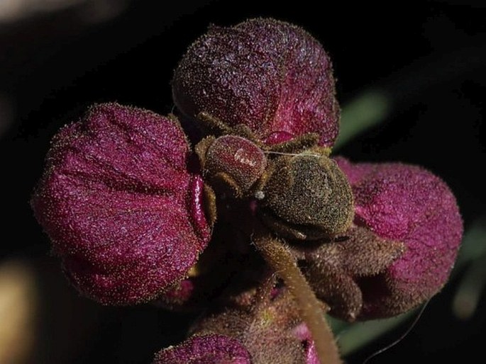 Calceolaria arachnoidea