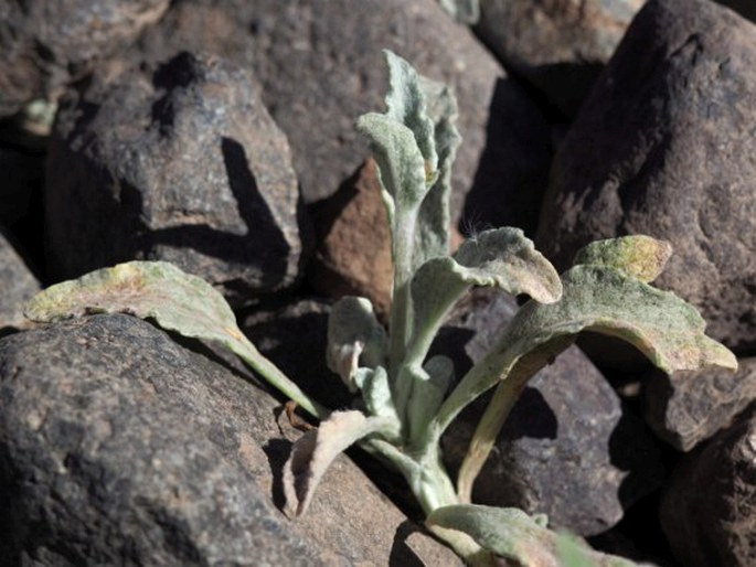 Calceolaria arachnoidea