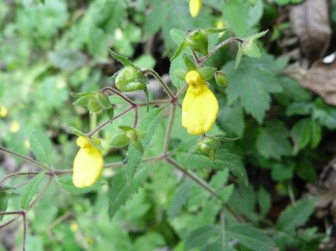 CALCEOLARIA MEXICANA Benth. – pantoflíček