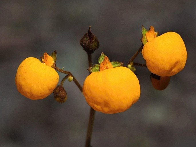 CALCEOLARIA FILICAULIS Clos – pantoflíček