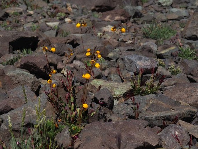 Calceolaria filicaulis