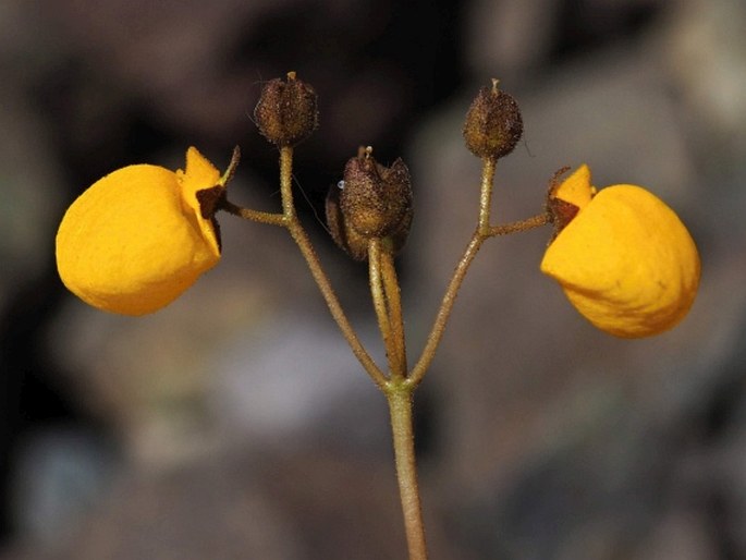 Calceolaria filicaulis