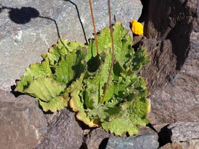 Calceolaria filicaulis