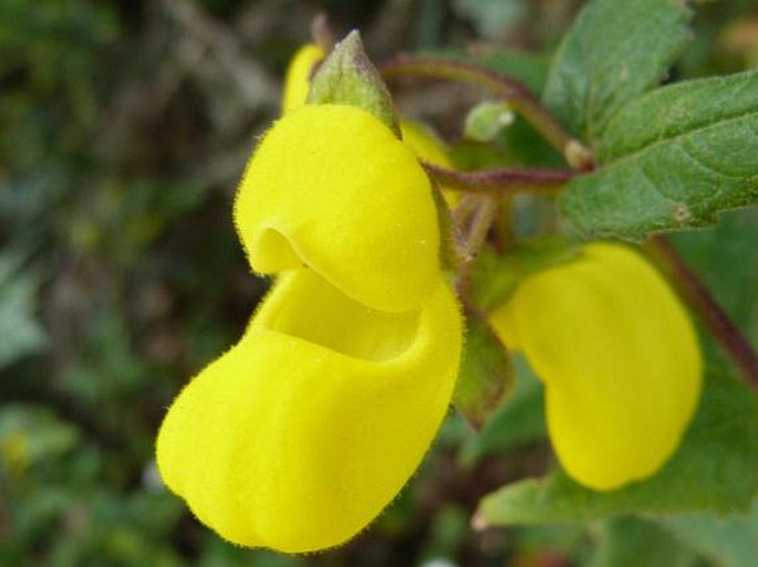 Calceolaria irazuensis