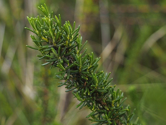 Calceolaria linearis