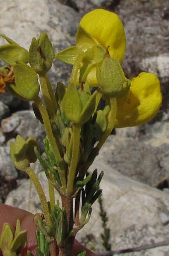 Calceolaria linearis