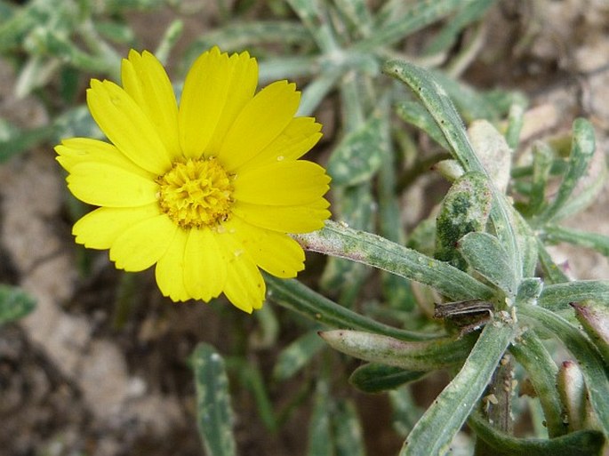 Calendula suffruticosa