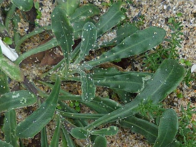 Calendula suffruticosa