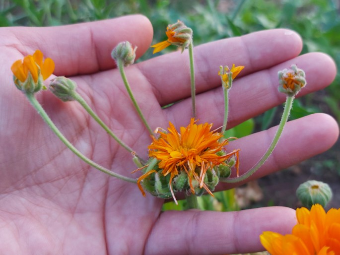 Calendula prolifera