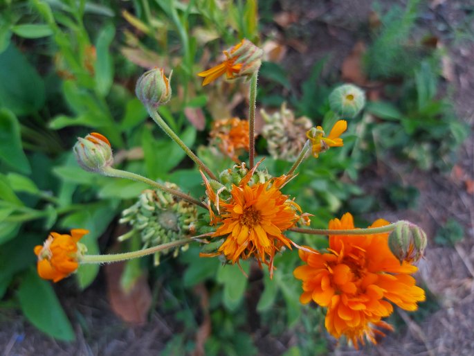 Calendula prolifera