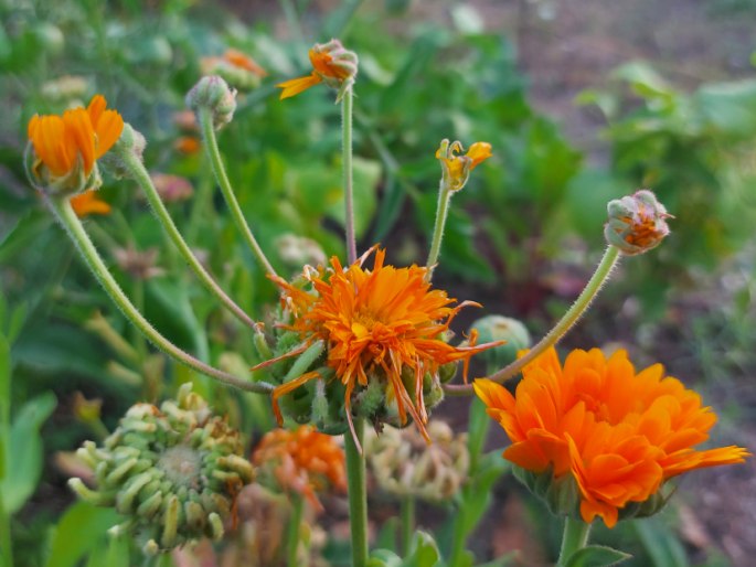 Calendula prolifera