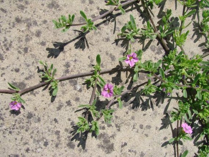 Calibrachoa parviflora