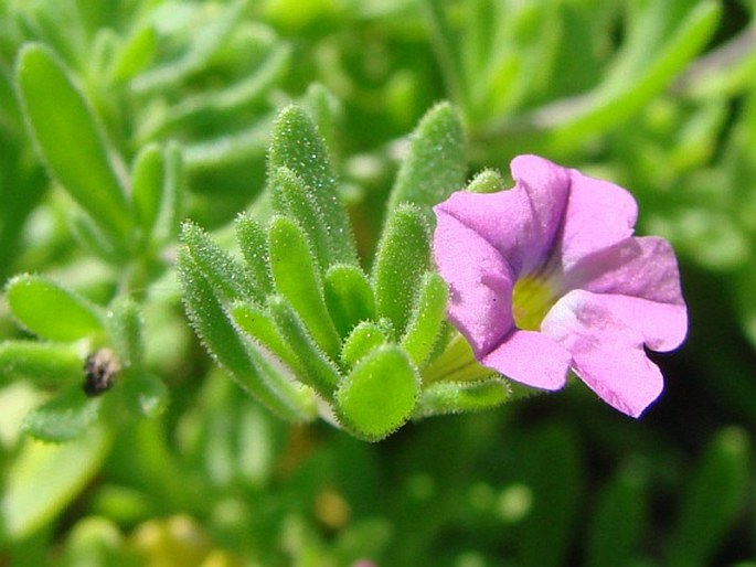 Calibrachoa parviflora