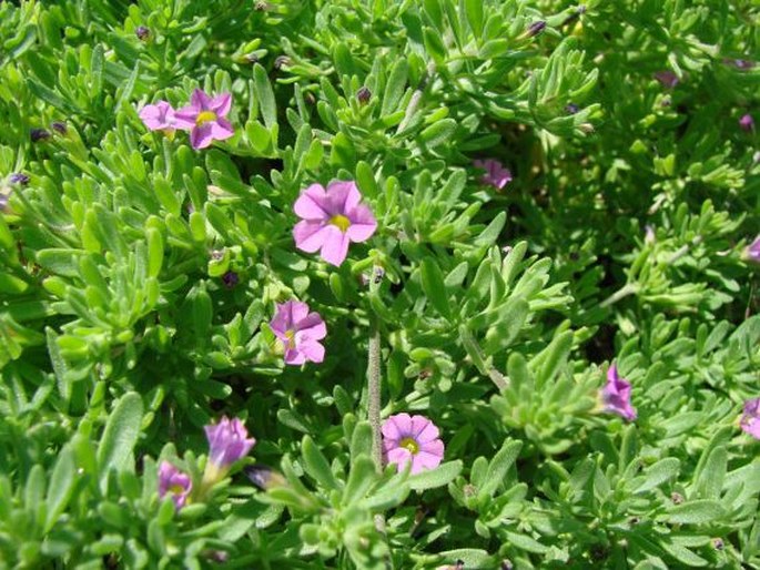 Calibrachoa parviflora