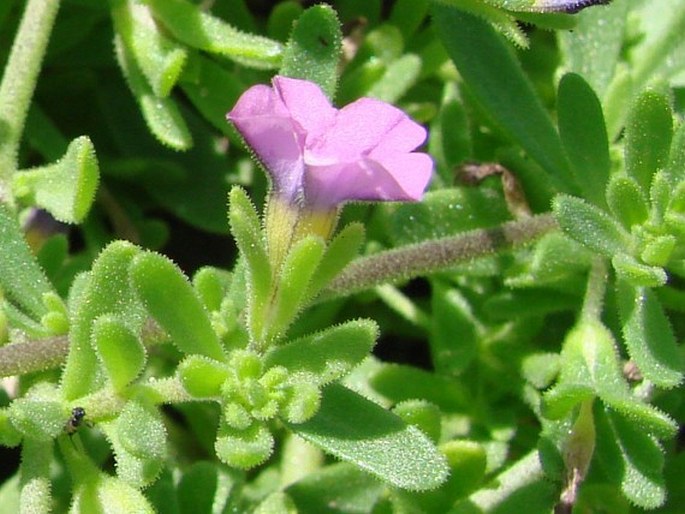 Calibrachoa parviflora