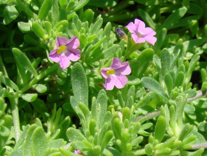 CALIBRACHOA PARVIFLORA (Juss.) DArcy