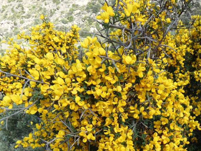 Calicotome spinosa