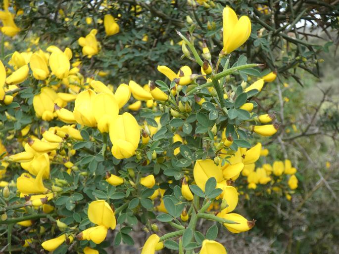 Calicotome spinosa