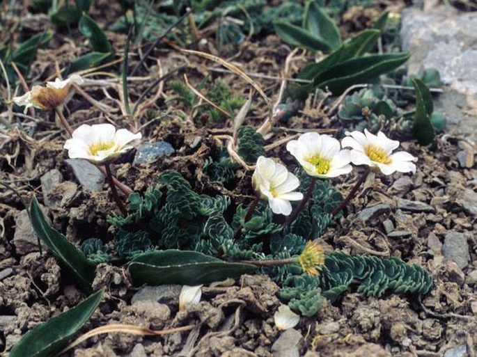 Callianthemum alatavicum