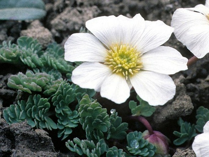 Callianthemum alatavicum