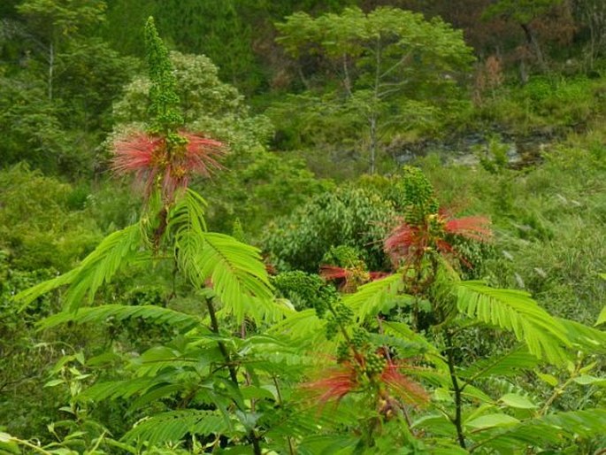 CALLIANDRA CALOTHYRSUS Meisn.