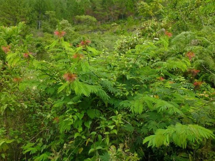 Calliandra calothyrsus