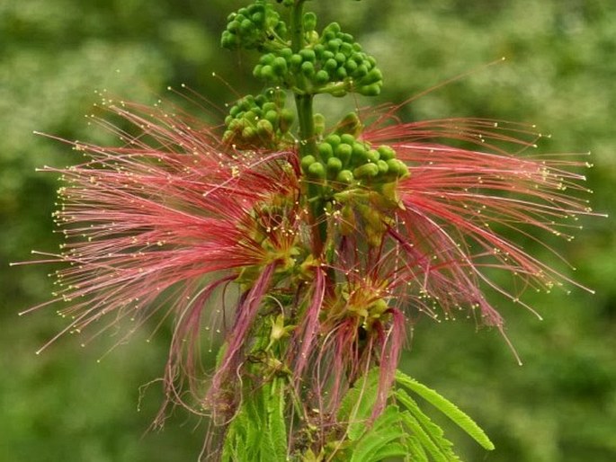 Calliandra calothyrsus