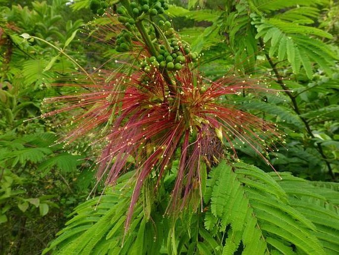 Calliandra calothyrsus