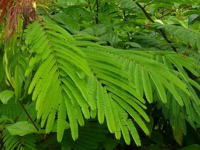 Calliandra calothyrsus