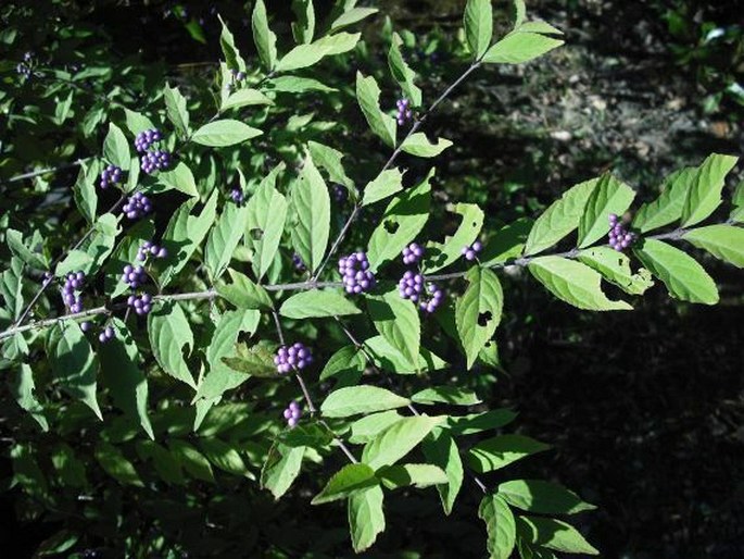 Callicarpa japonica